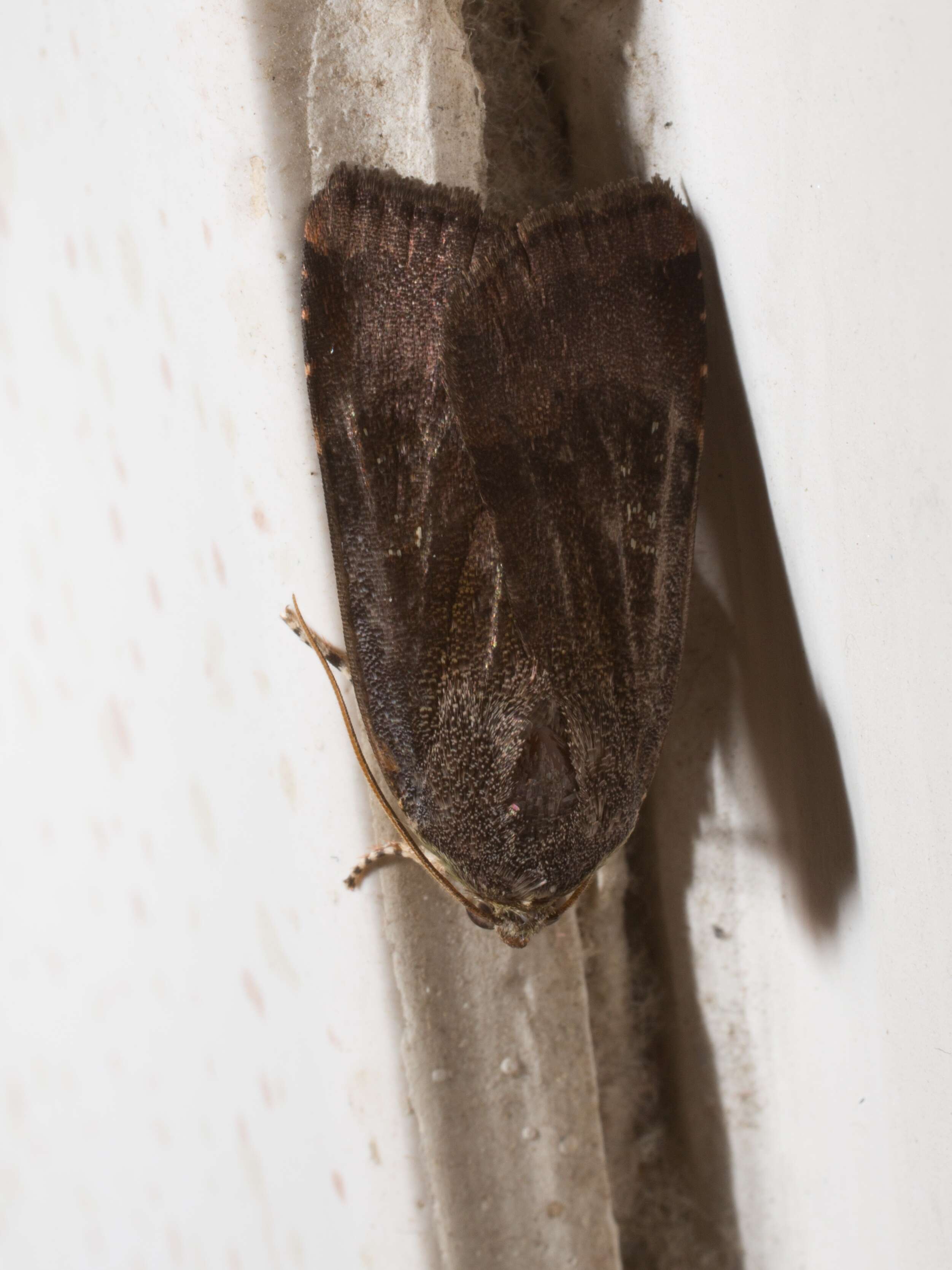 Image of langmaids yellow underwing