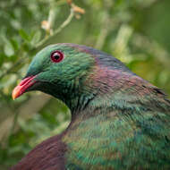 Image of Kererū