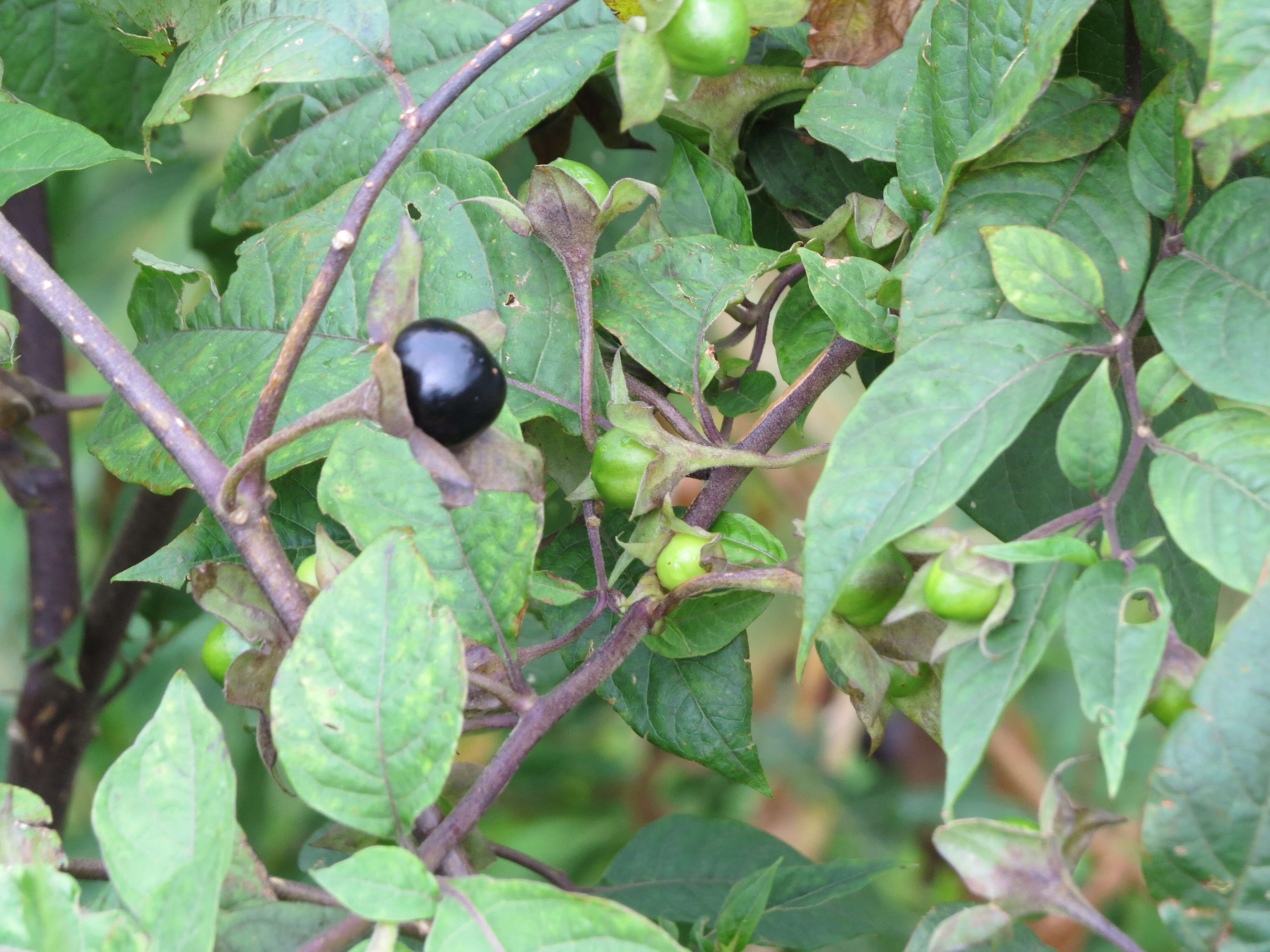 Image of Deadly Nightshade