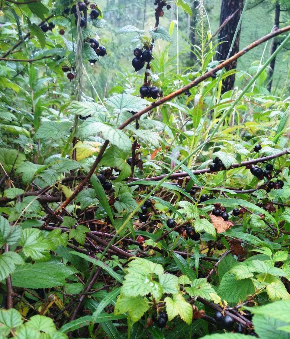 Image of Black Currant