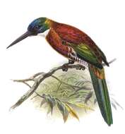 Image of Purplish Jacamar