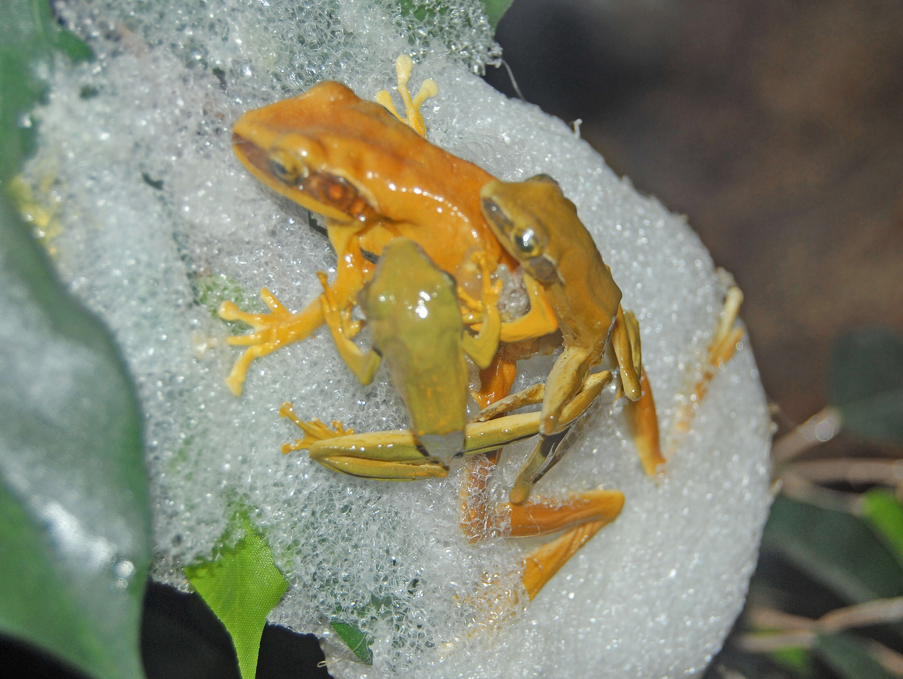 Image of Common Tree Frog