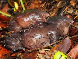 Image of Purple frog