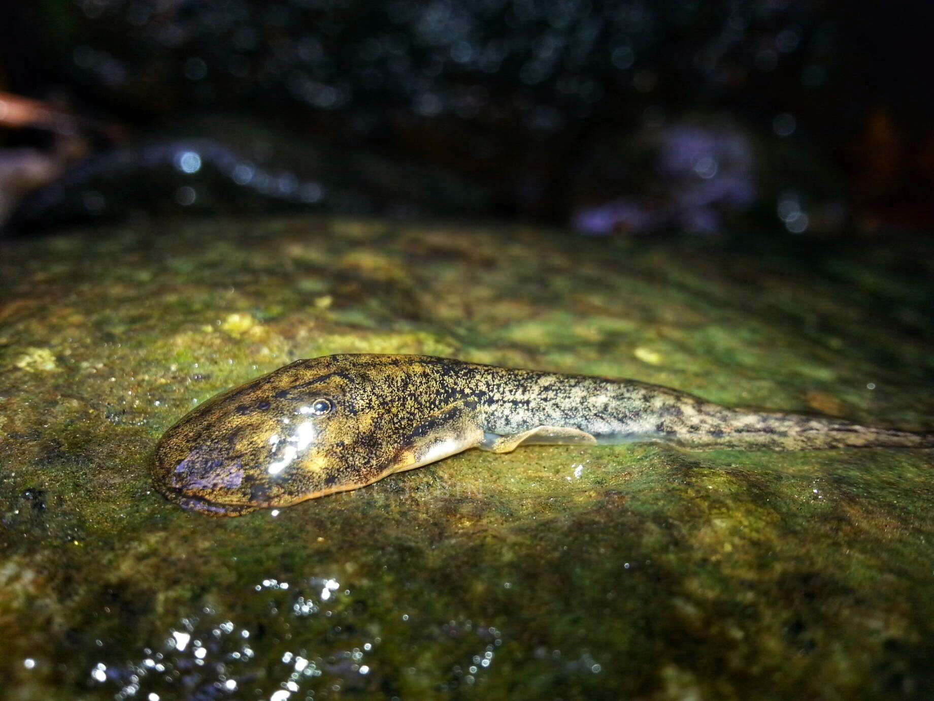 Image of Purple frog