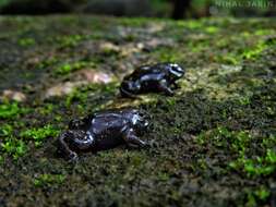 Image of Purple frog