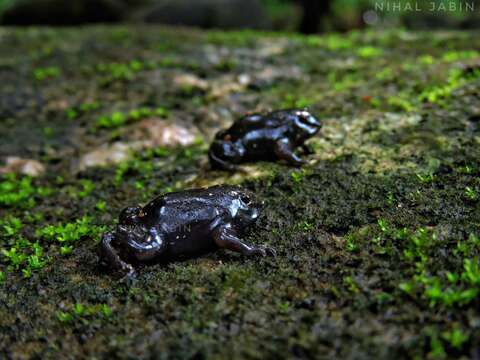 Image of Purple Ghats Frogs