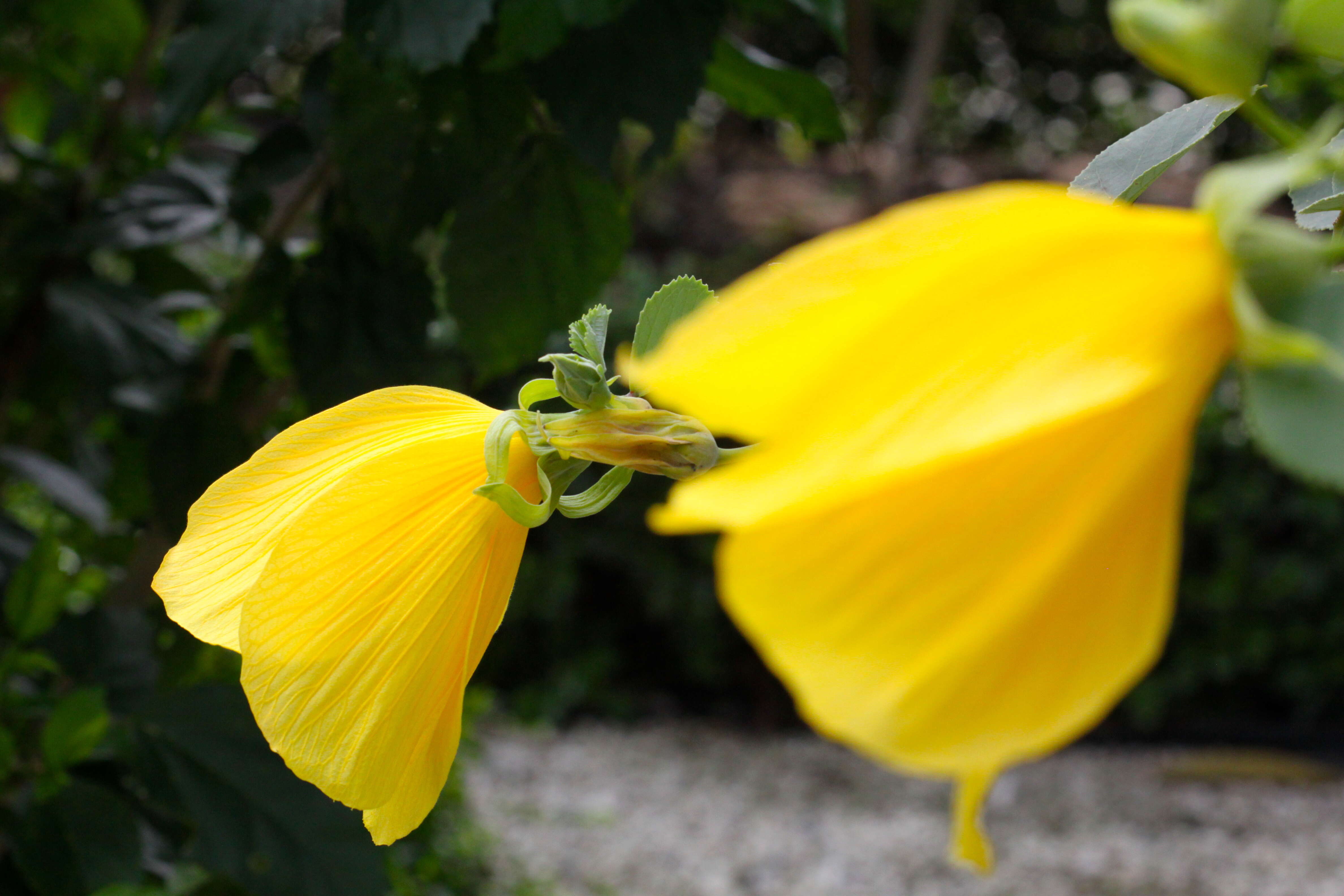 Hibiscus grandiflorus Michx.的圖片