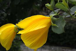 Hibiscus grandiflorus Michx.的圖片