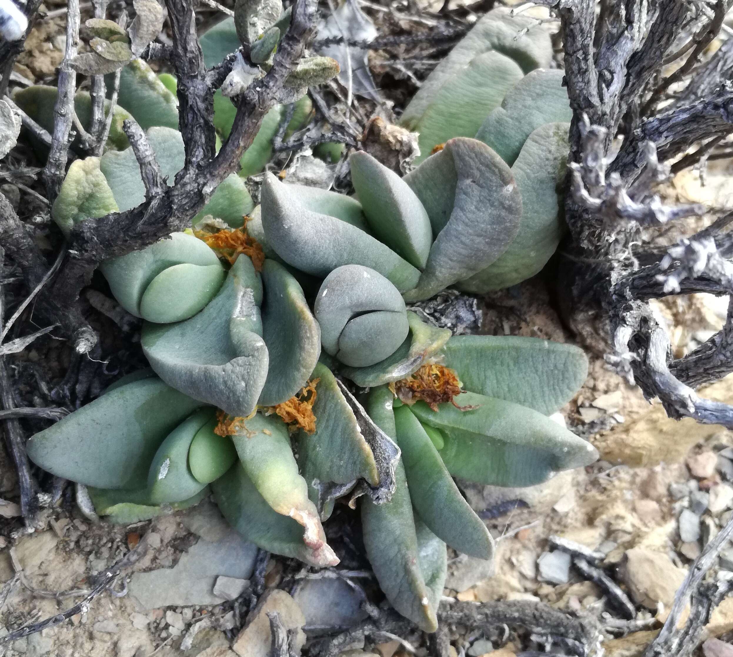 Image of Glottiphyllum suave N. E. Br.