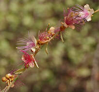 Image of Capparis zeylanica L.