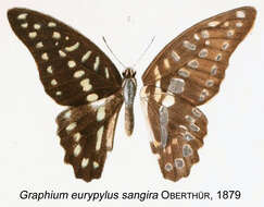 Graphium eurypylus (Linnaeus 1758) resmi