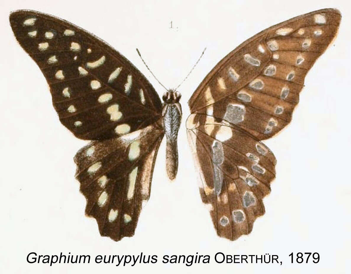 Graphium eurypylus (Linnaeus 1758) resmi