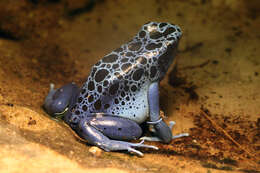 Image of Dendrobates azureus