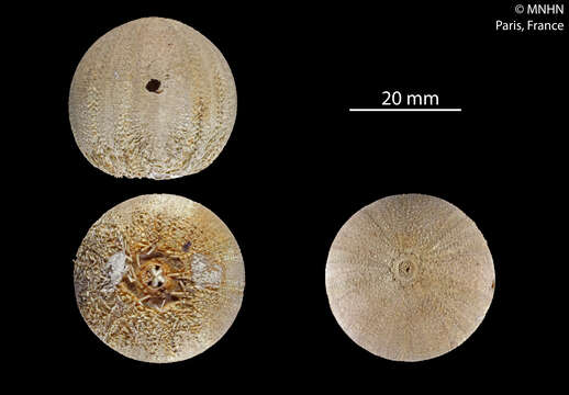 Image of Amblypneustes formosus Valenciennes 1846