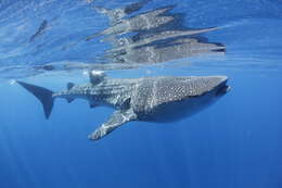 Image of whale sharks