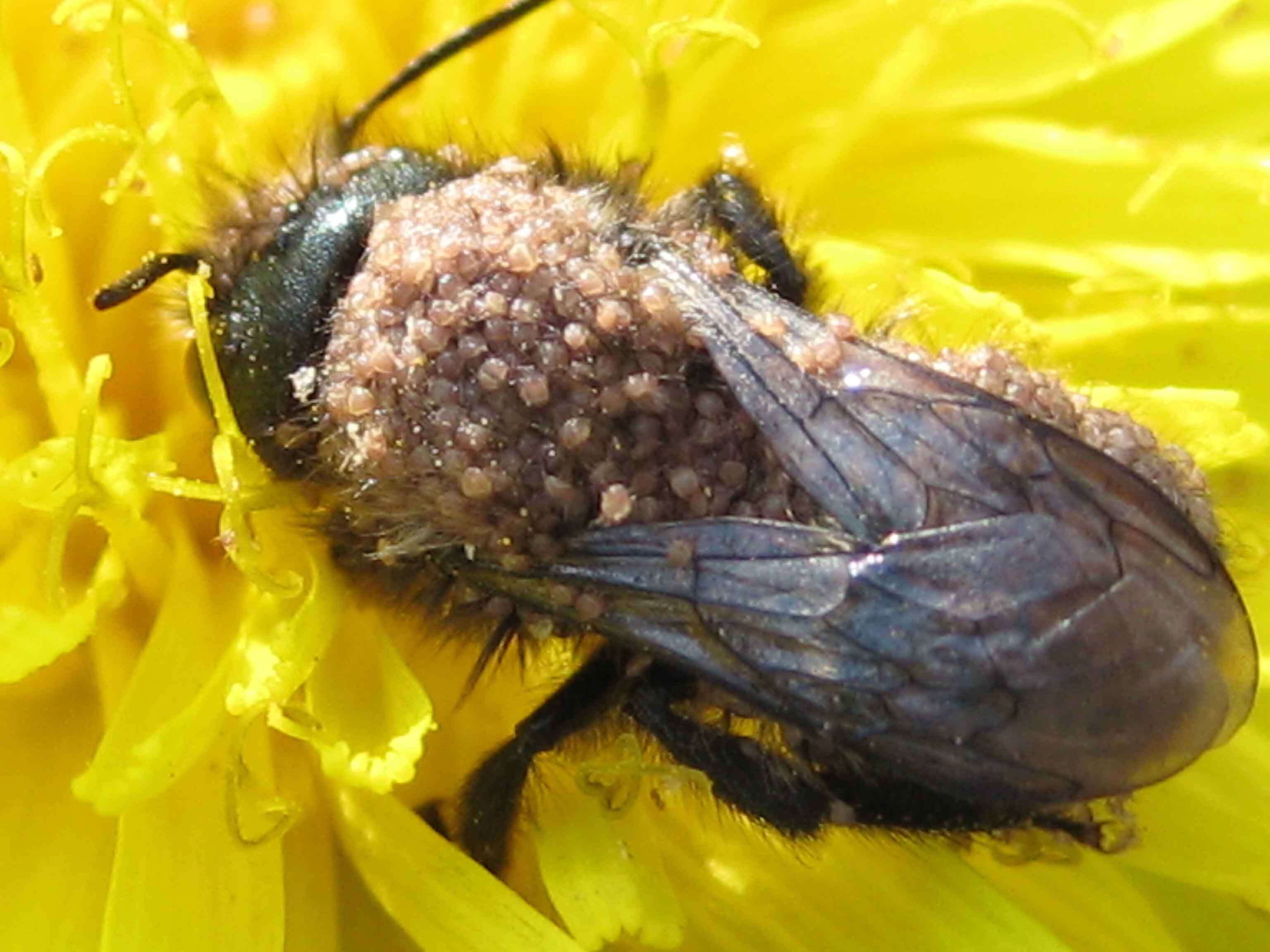 Image of Blue Orchard Bee