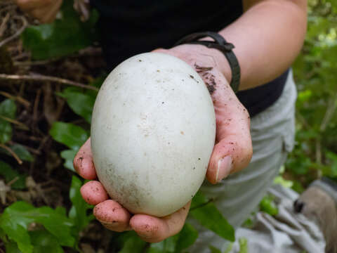 Image of Little Spotted Kiwi