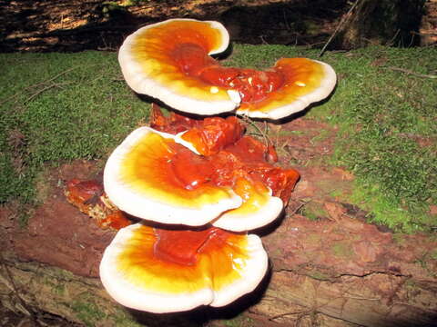 Image of Ganoderma tsugae Murrill 1902