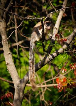 Image of Grizzled Giant Squirrel