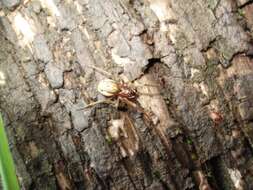 Image of Thickjawed Orb Weavers