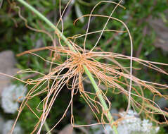 Image of fiveangled dodder