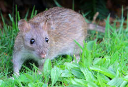 Image of Brown Rat