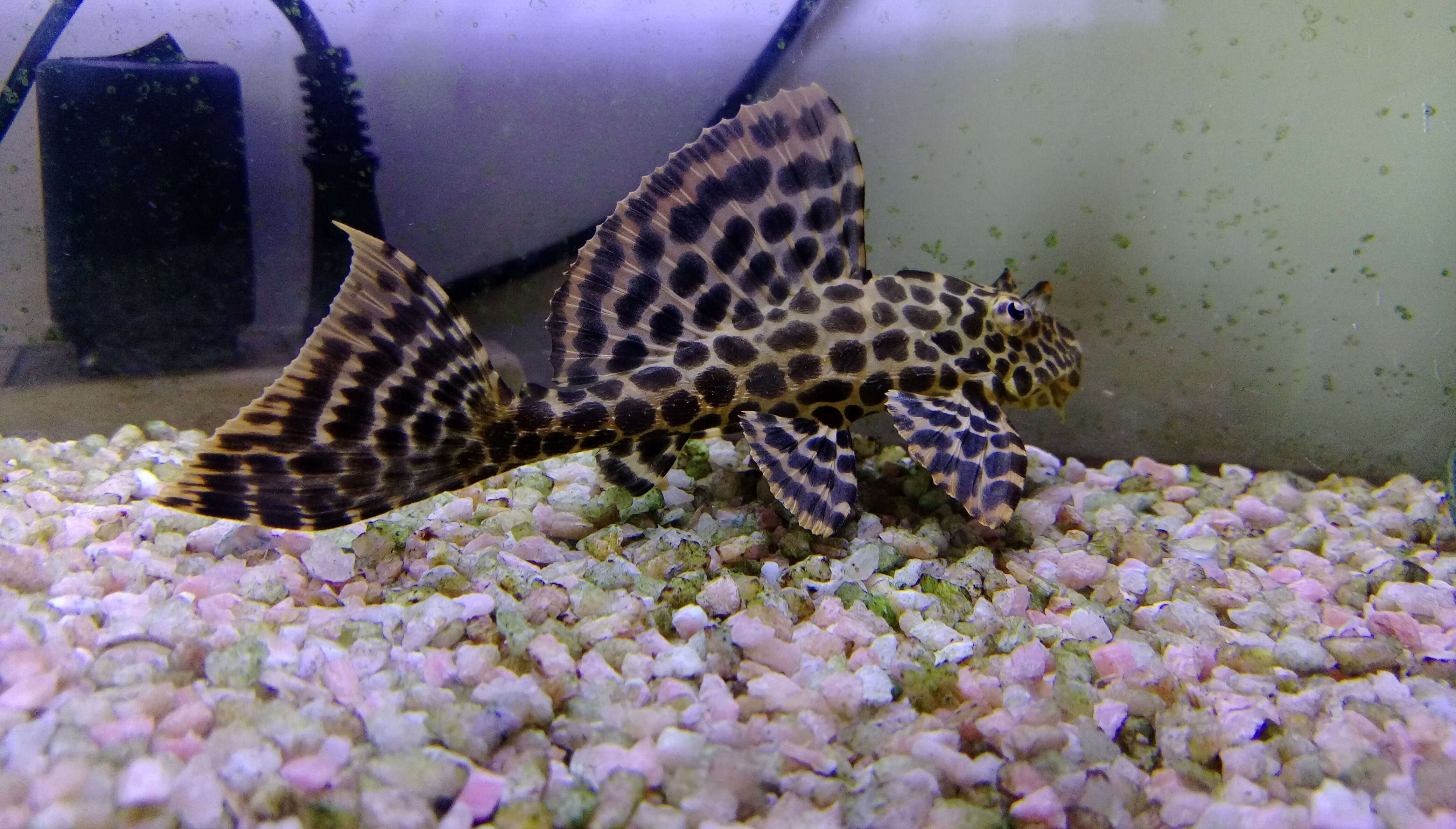 Image of Amazon sailfin catfish