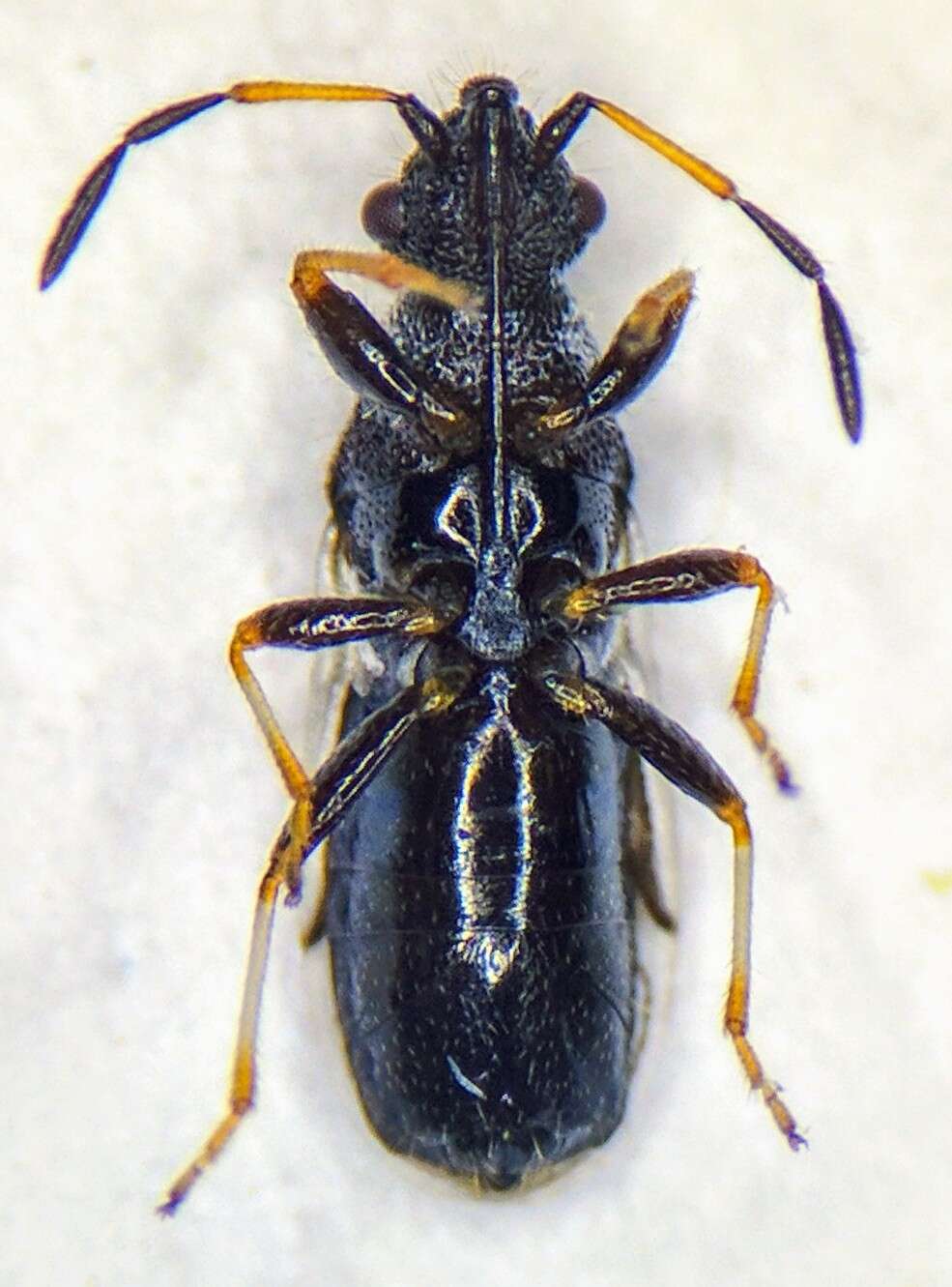 صورة Microplax albofasciata