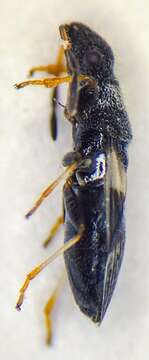 صورة Microplax albofasciata