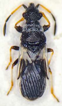 صورة Microplax albofasciata