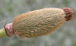 Image of bristly Matilija poppy