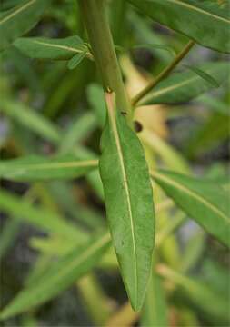 Image of Marsh Spurge