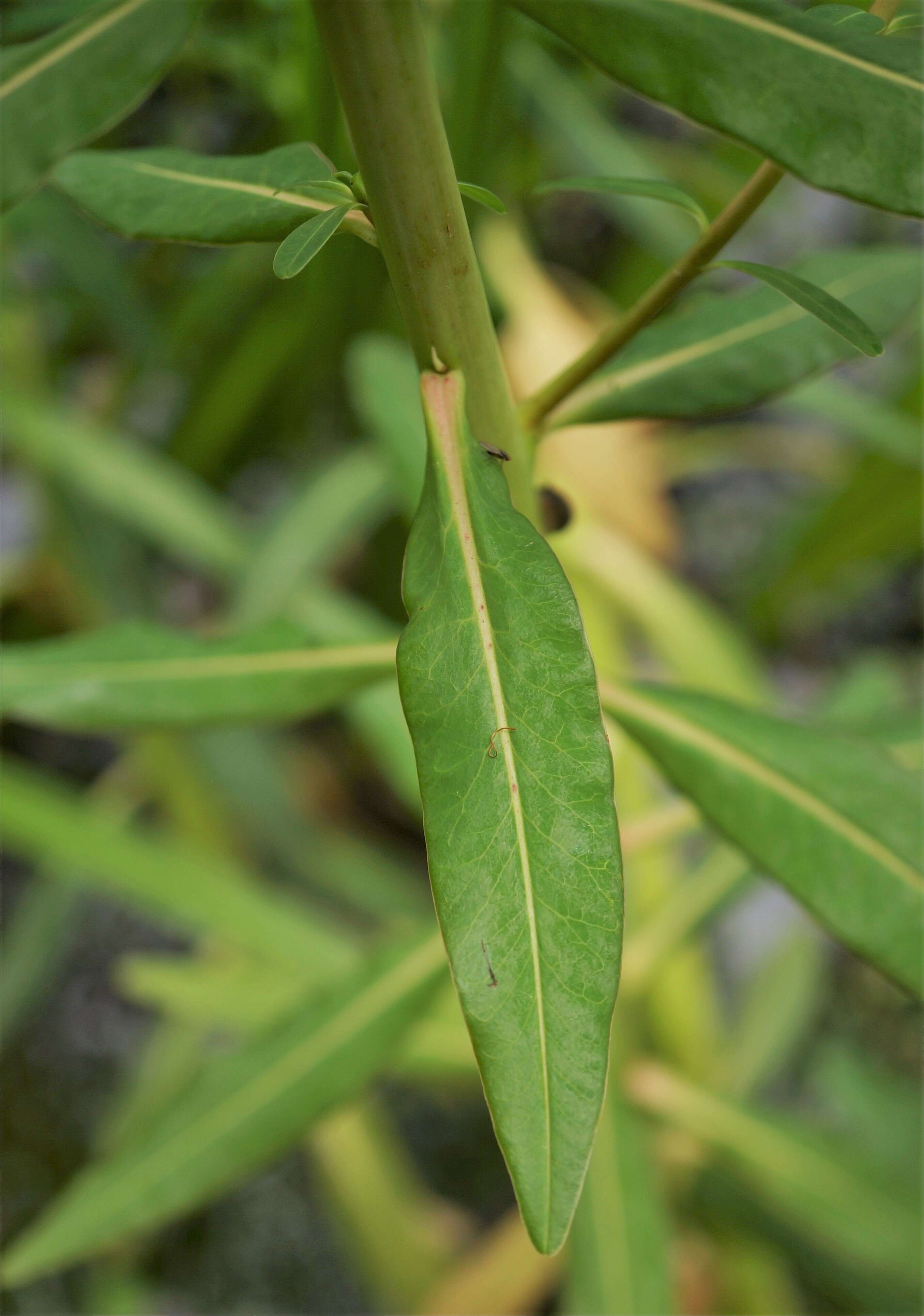 Image of Marsh Spurge