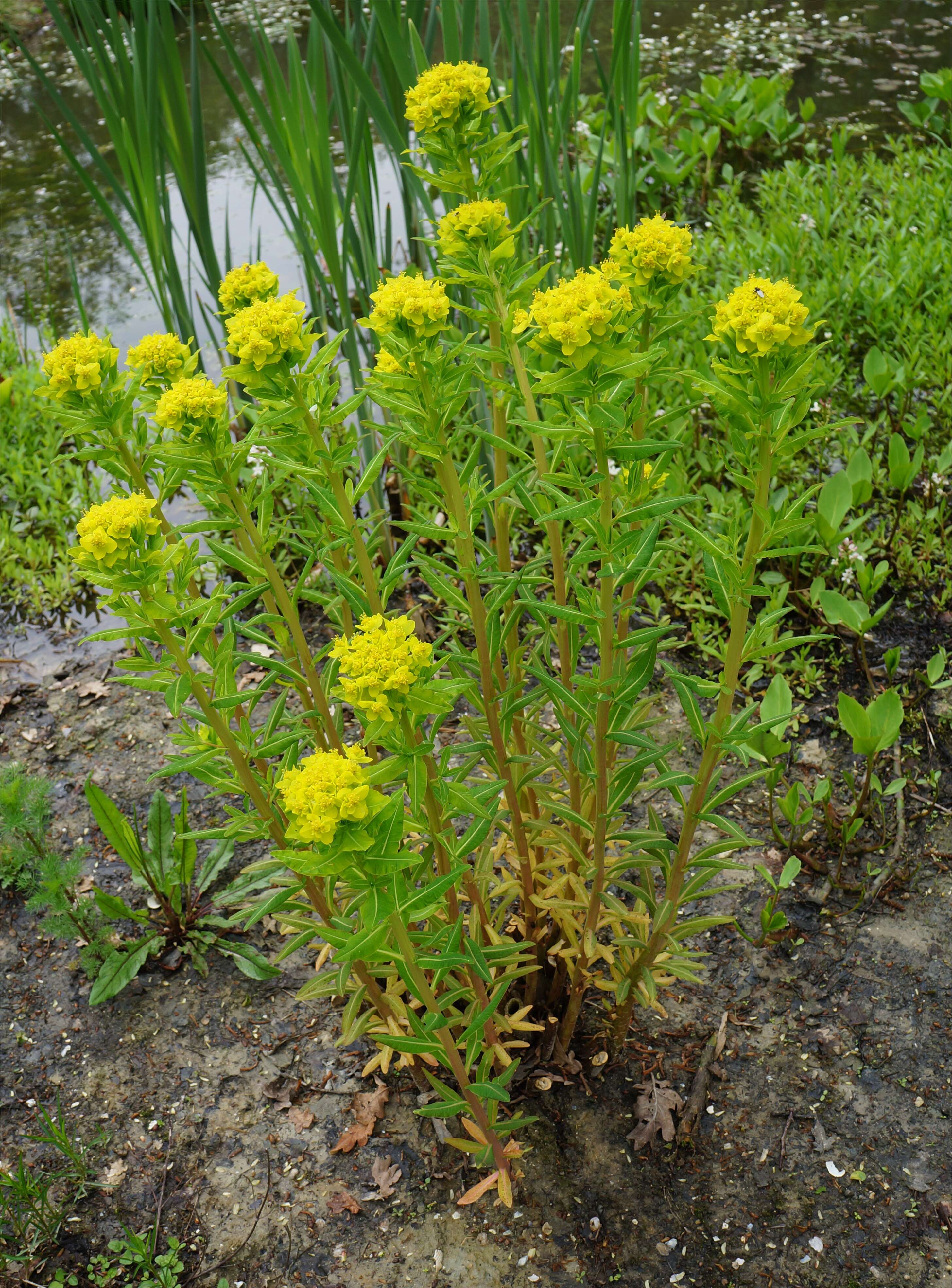 Image of Marsh Spurge