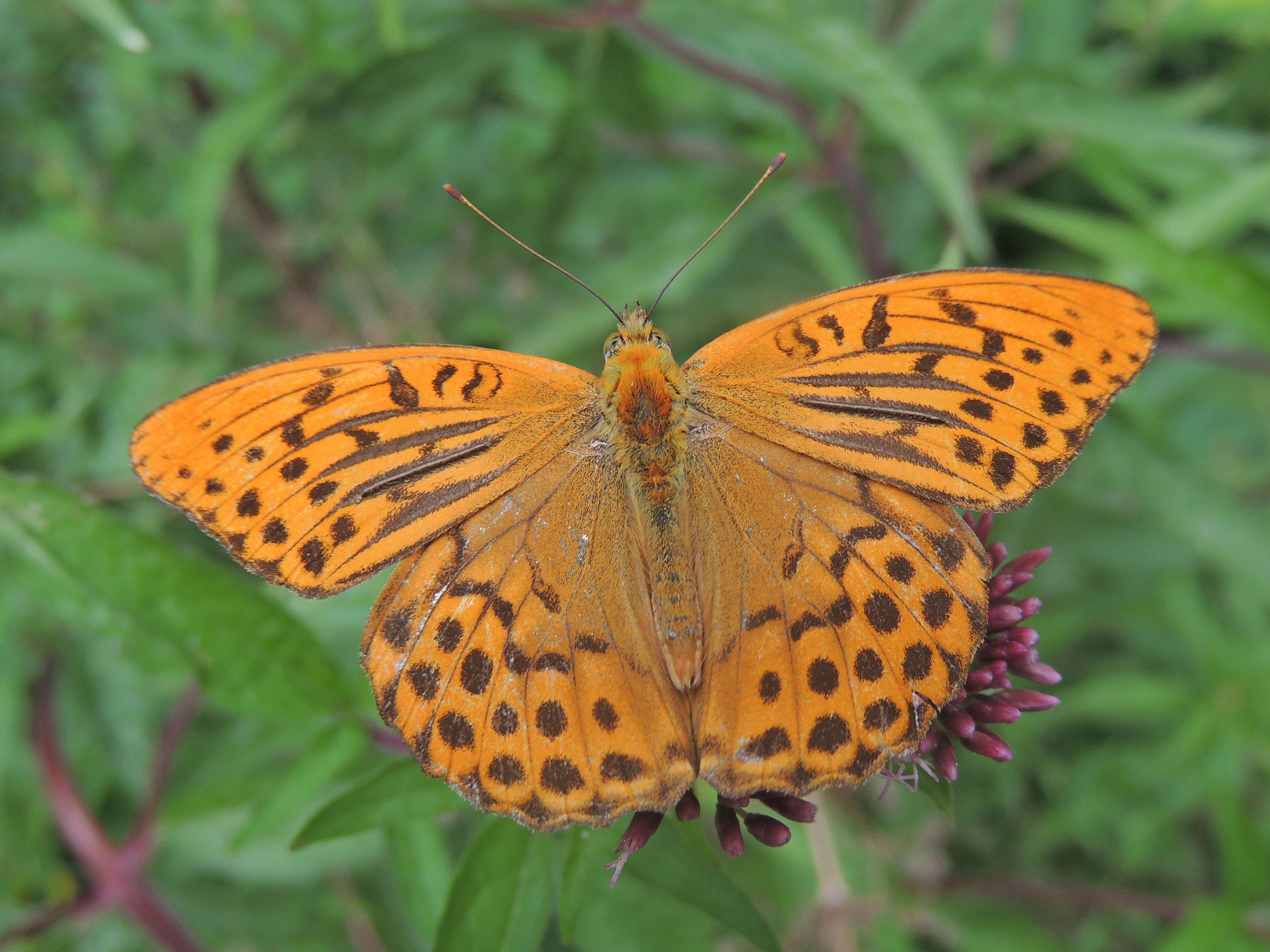 Imagem de Argynnis paphia Linnaeus 1758