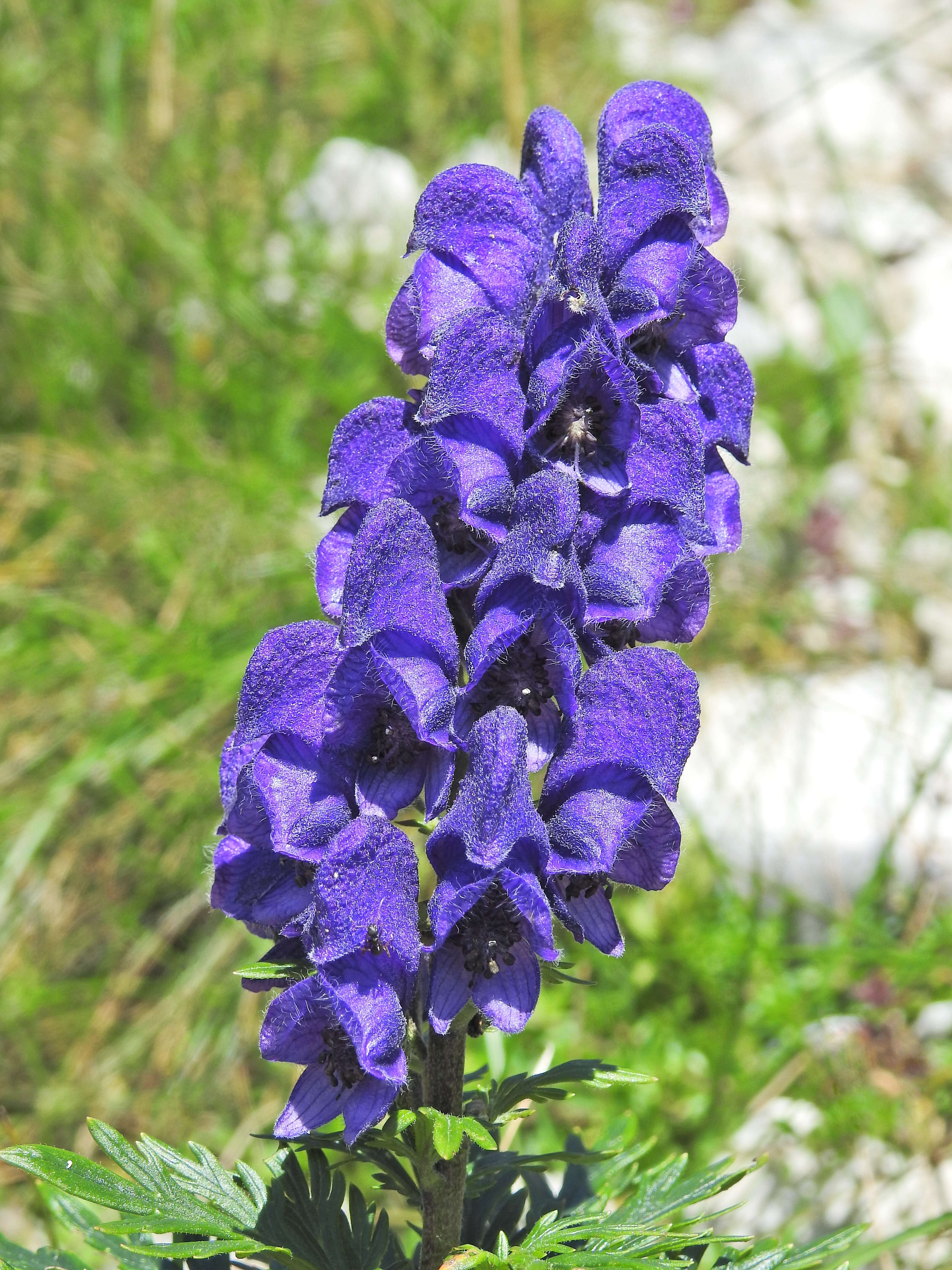 Слика од Aconitum napellus L.