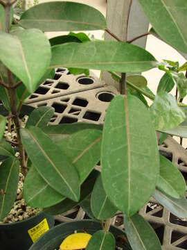 Image of Stephanotis floribunda Brongn.