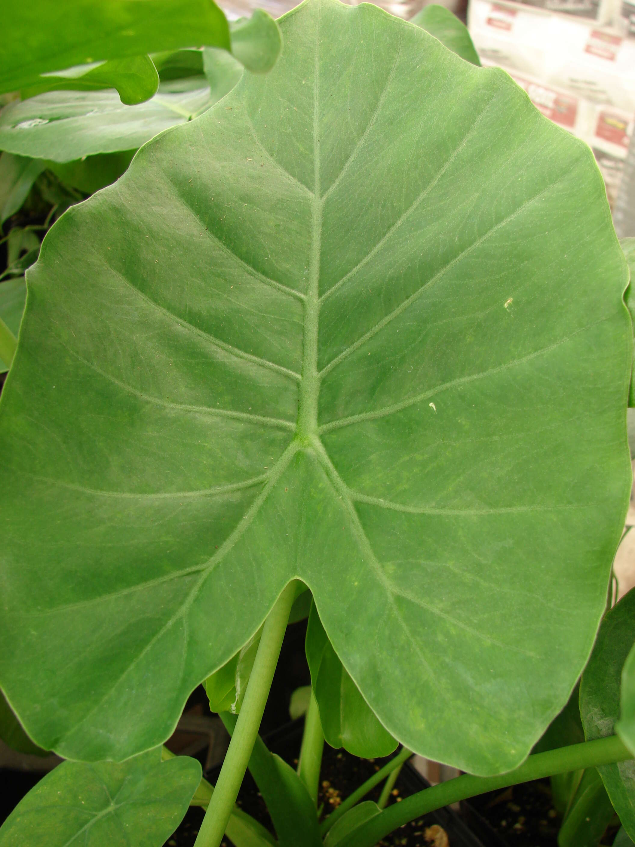 Image of Asian taro