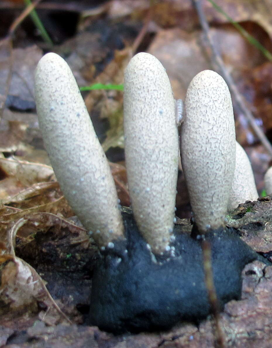 Imagem de Xylaria polymorpha (Pers.) Grev. 1824