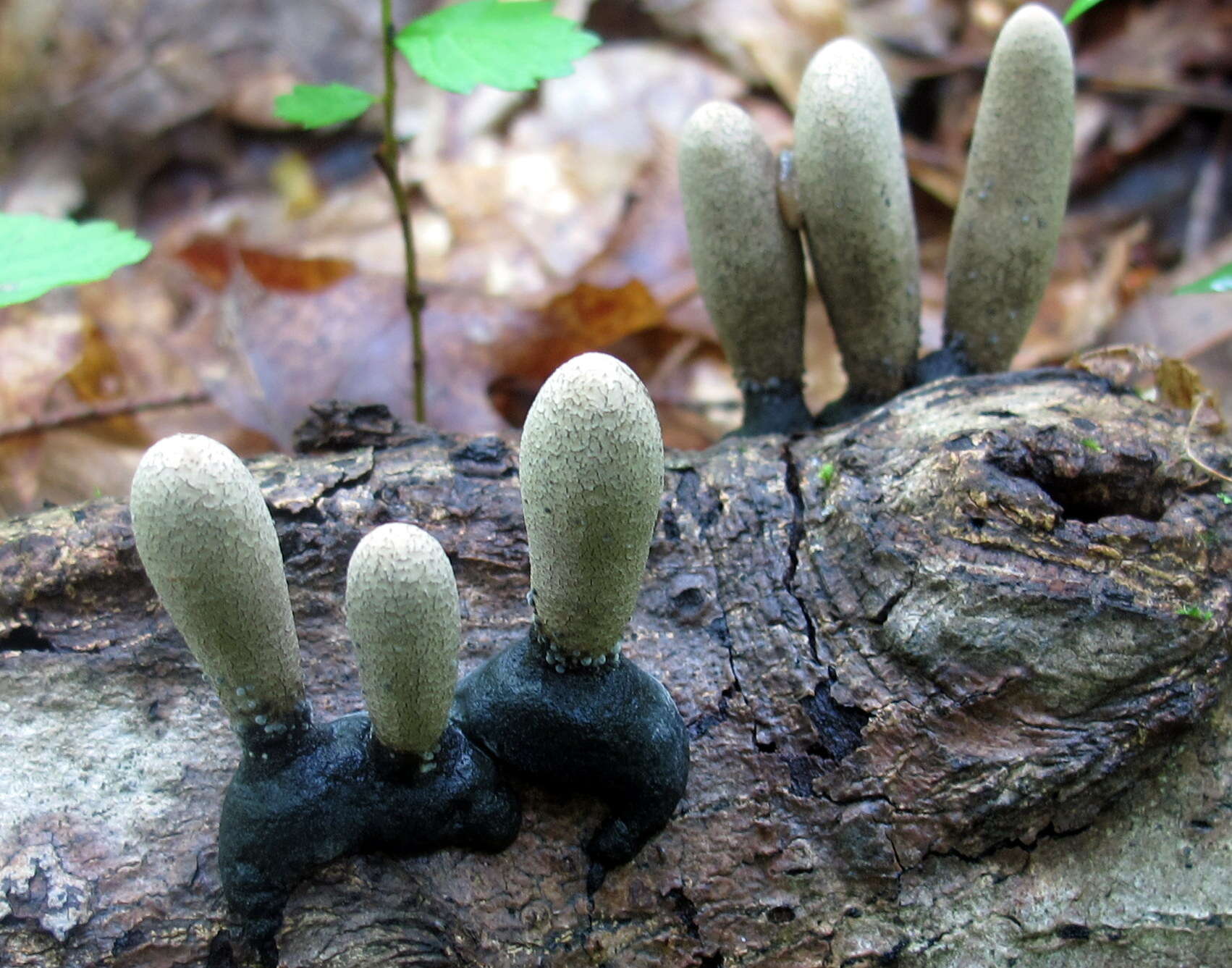 Imagem de Xylaria polymorpha (Pers.) Grev. 1824