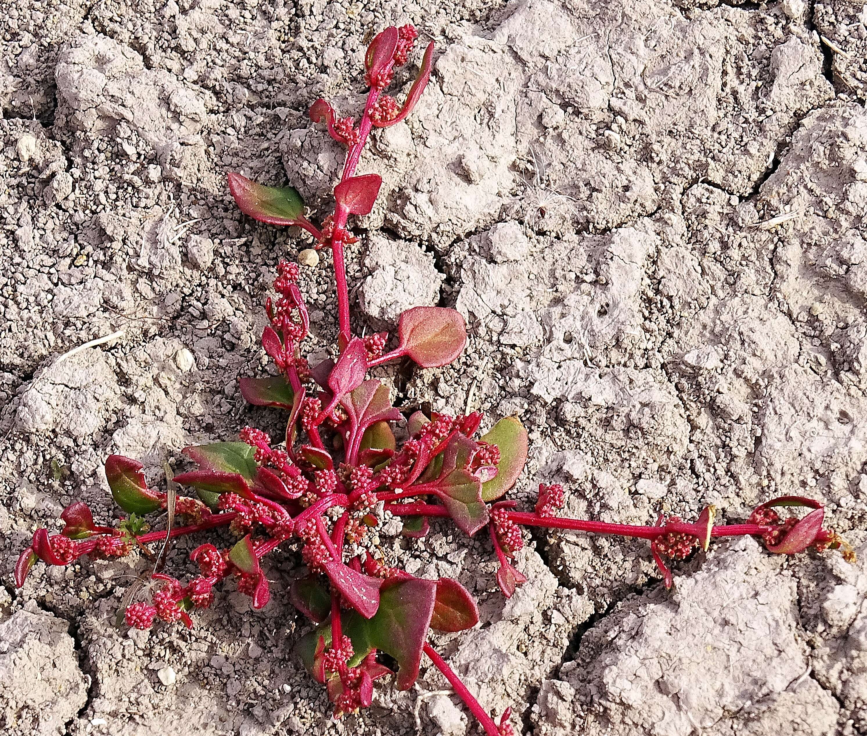 Image of Low Goosefoot