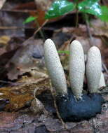 Imagem de Xylaria polymorpha (Pers.) Grev. 1824