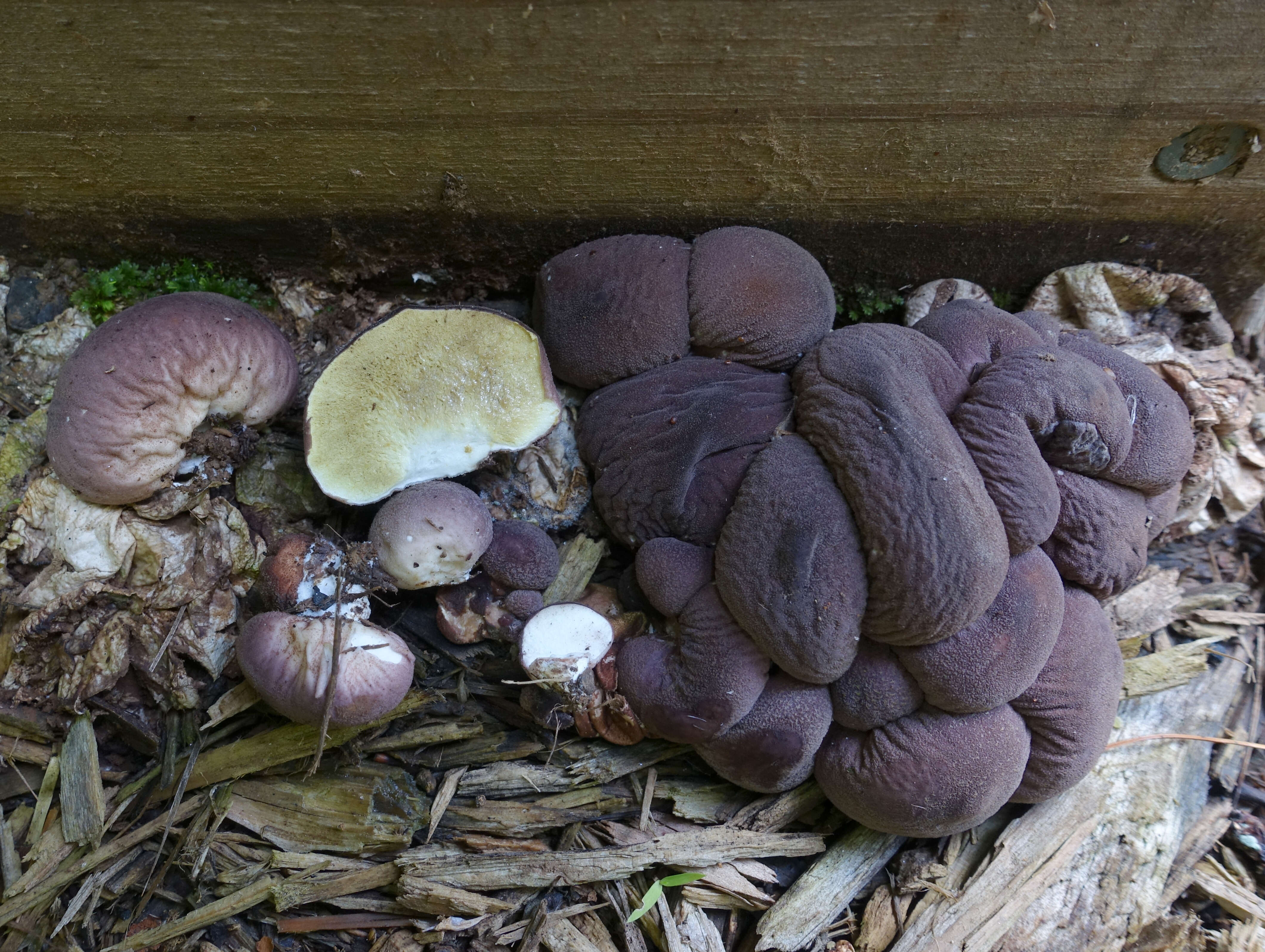 Imagem de Lycoperdon subincarnatum Peck 1872