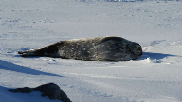 Image of Weddell seal