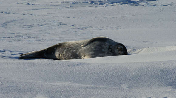 Image of Weddell seal