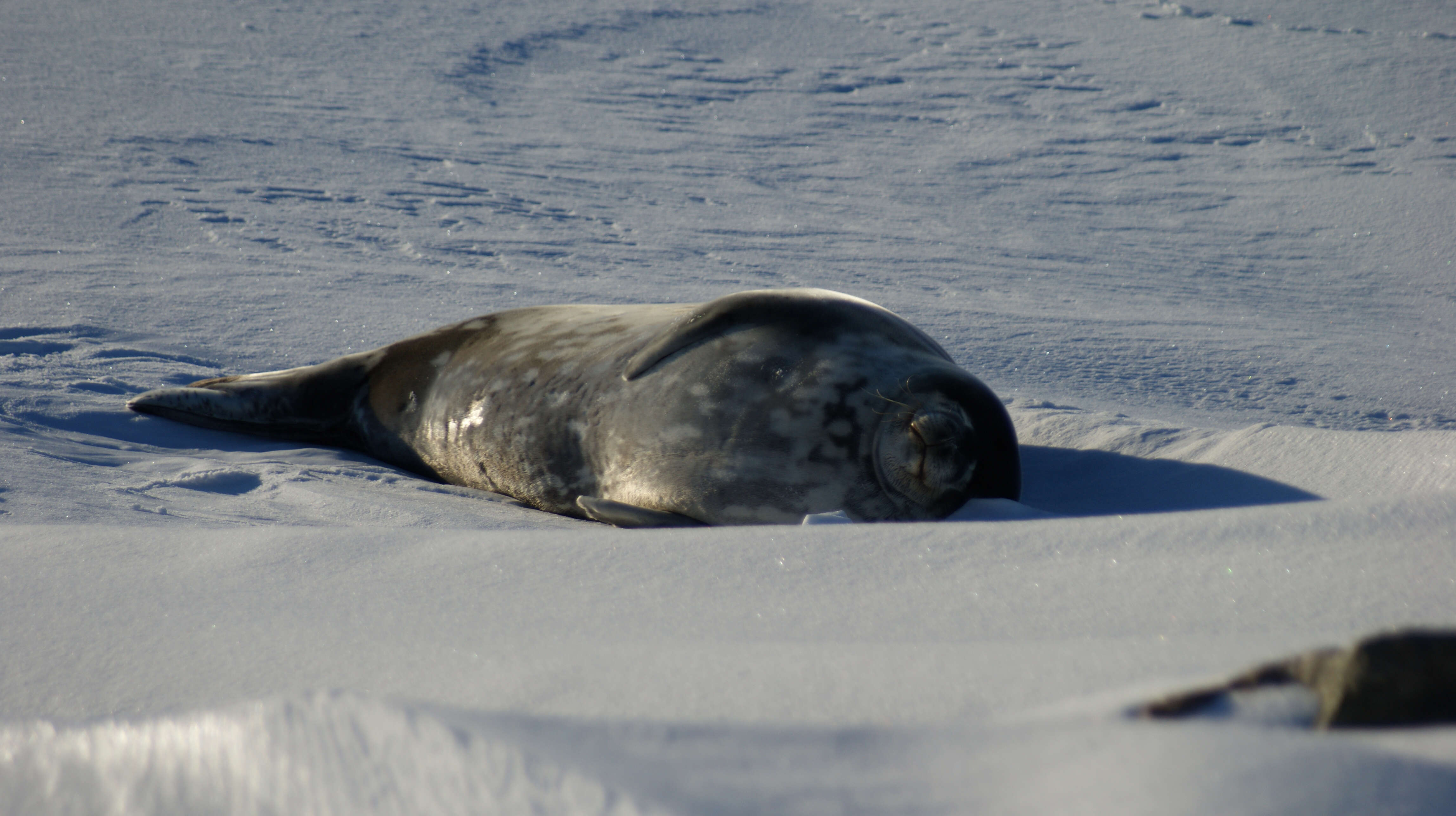 Image of Weddell seal