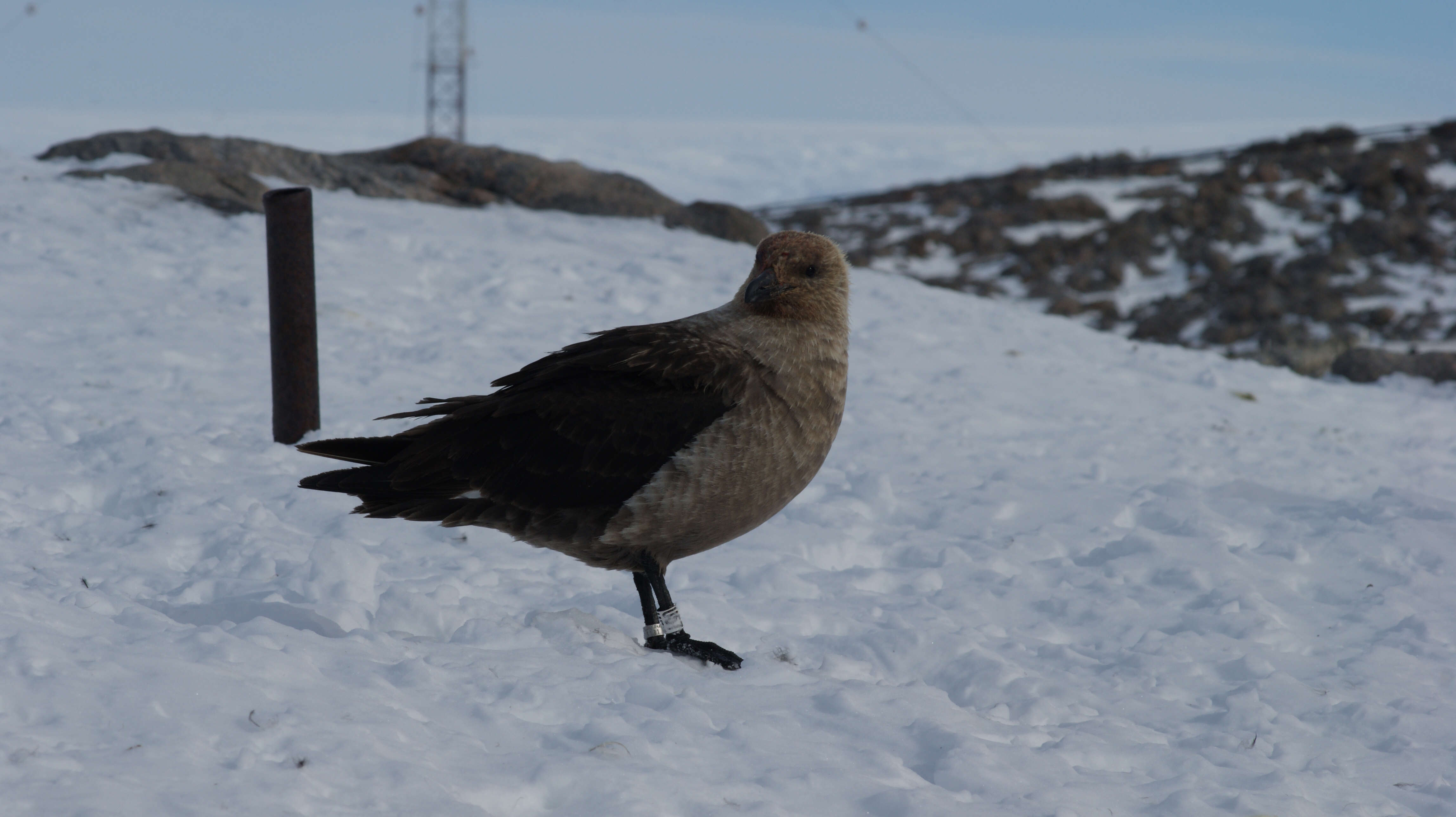 Image of South Polar Skua