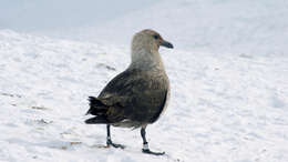 Image of South Polar Skua