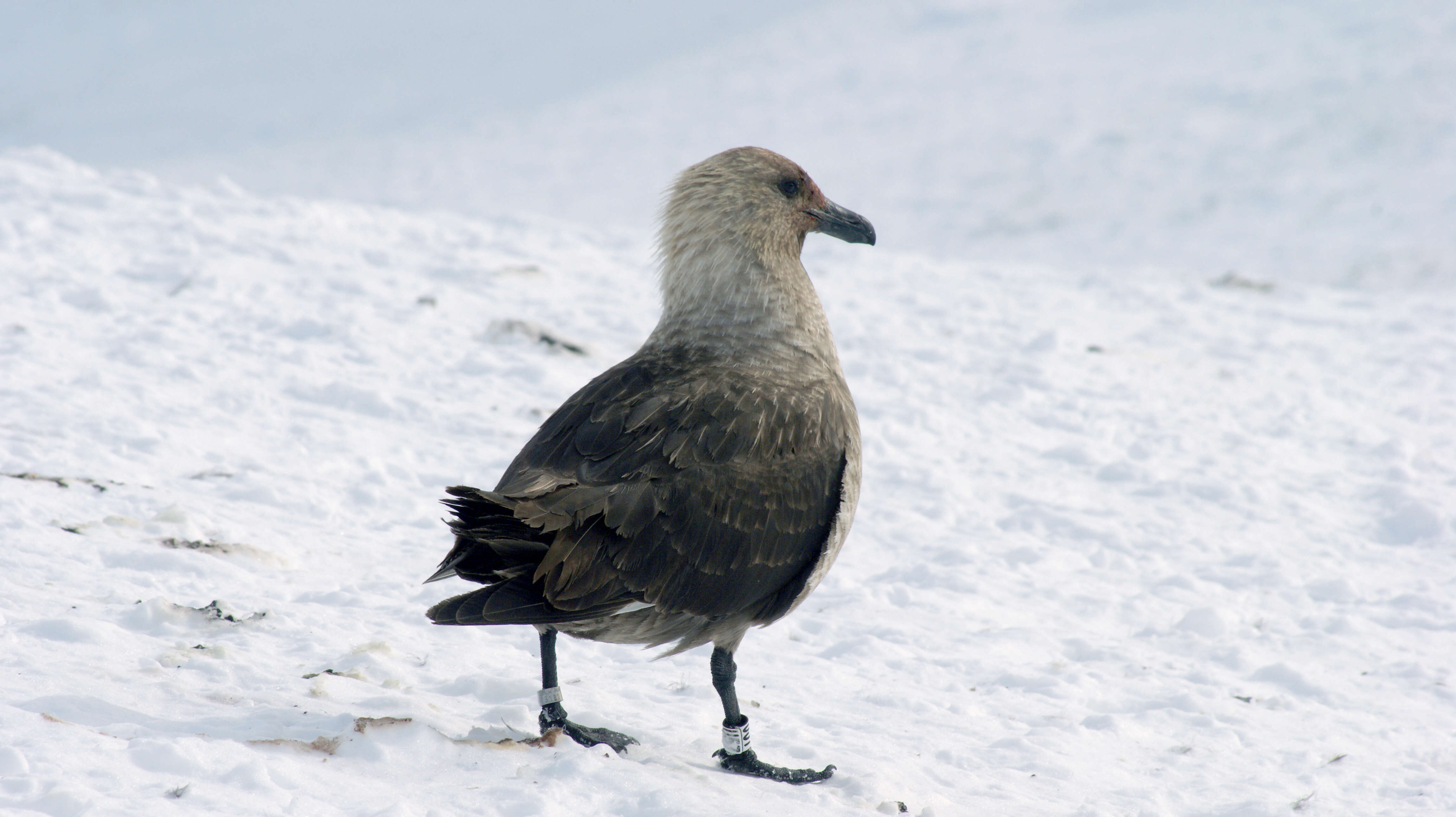 Image of South Polar Skua