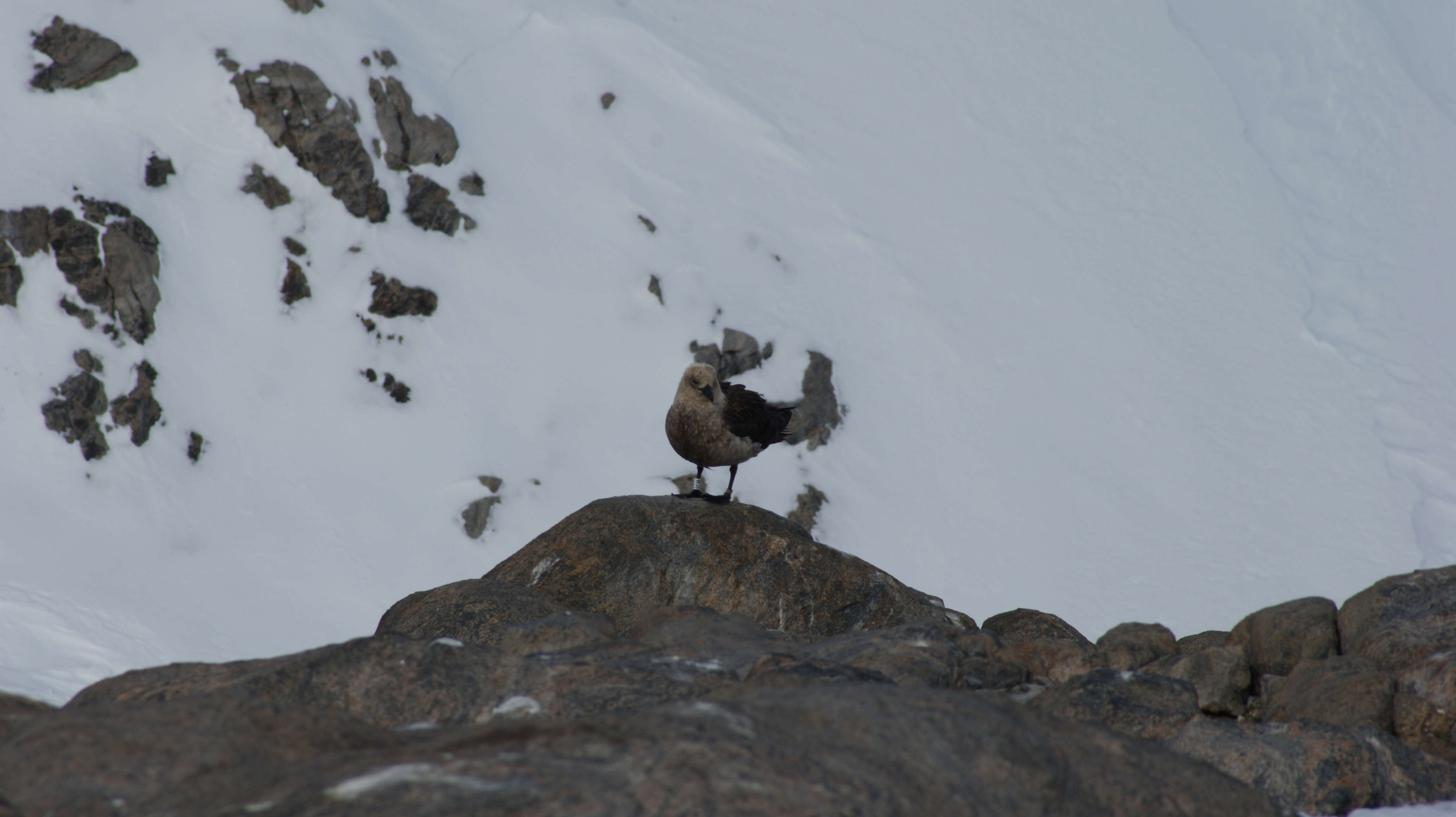 Image of South Polar Skua